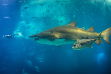 Sand tiger shark swimming in blue water