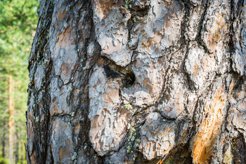 Pine bark with hole.