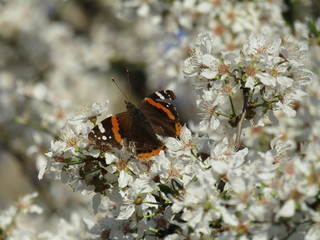 Flor blanca con mariposa