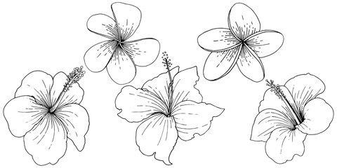 Vector Hibiscus floral tropical flowers. Black and white engraved ink art. Isolated hibiscus illustration element. - 258527787