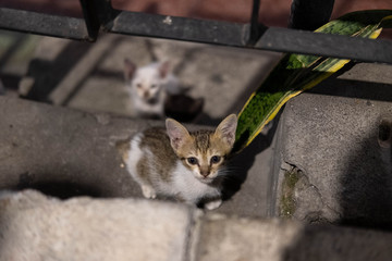 Baby street cats of Kuala Lumpur.
