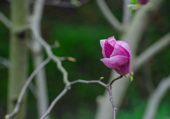 Magnolia blossoms open