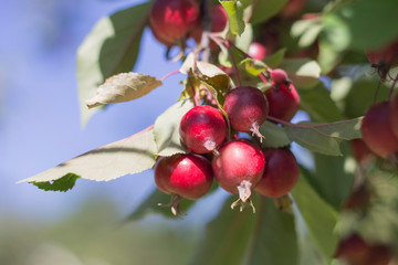 Obraz premium Apples are early, late summer, early autumn, harvest time.