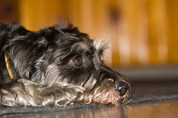 Portrait of a thinking dog
