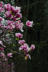 Magnolia blossoms open