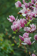 Fototapeta premium Magnolia blossoms open