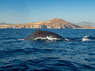 Fototapeta premium Humpback Whale (Megaptera novaeangliae)