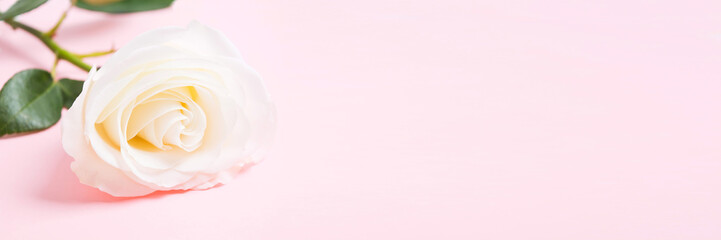 Pink pastel background with white rose flower with copy space. Banner