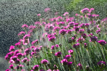 Naklejka premium Purple flowers during a rain