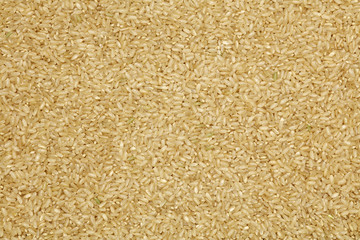 Background of short grain brown rice