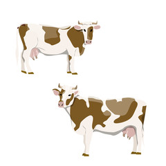 White cows with brown spots in various poses. Farm animals. Realistic vector animals isolated on white background