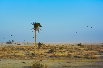 Palma na pustyni