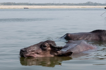 water buffalo bath in the Ganges.