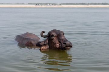 water buffalo bath in the Ganges.