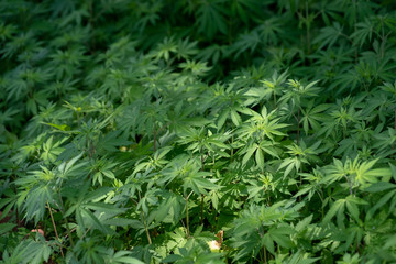 A field of wild marijuana plants in northern India.