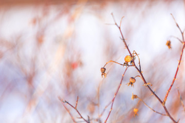 Obraz premium Image of Branches of rosehip bush with snow at sunset in backlight. Natural background