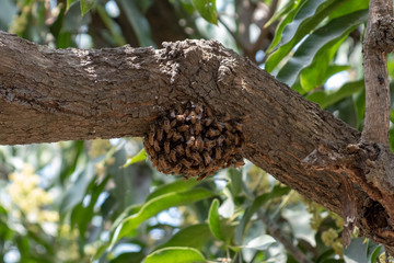A swarm of Indian honey bees