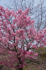 Japanese cherry tree