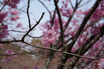 Japanese cherry tree