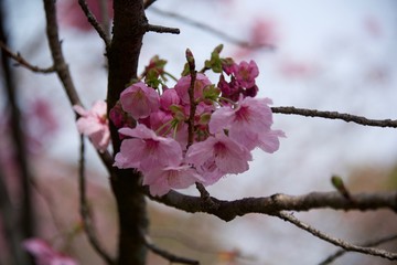 Japanese cherry tree
