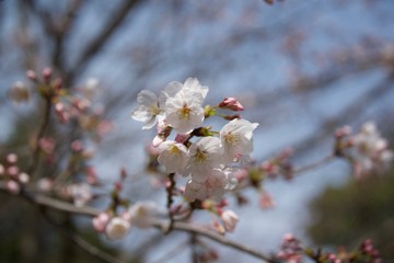 Japanese cherry tree
