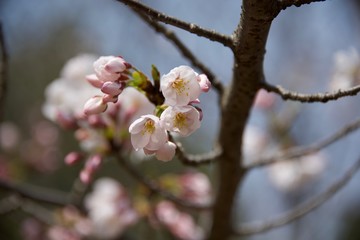Japanese cherry tree
