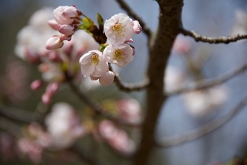 Japanese cherry tree