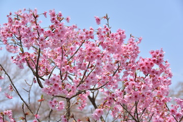Japanese cherry tree