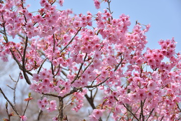 Japanese cherry tree