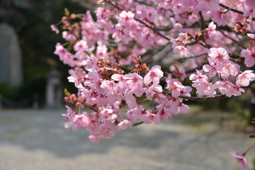 Japanese cherry tree