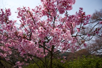 Japanese cherry tree