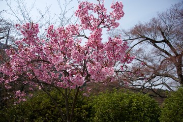 Fototapeta premium Japanese cherry tree