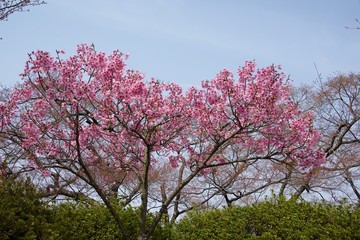 Japanese cherry tree