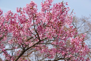 Japanese cherry tree