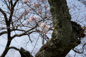 Obraz premium Japanese cherry tree