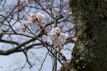 Japanese cherry tree