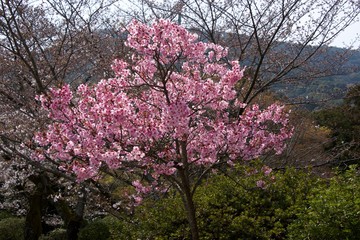 Japanese cherry tree