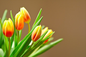 Tulpen Osterdeko