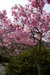 Japanese cherry tree
