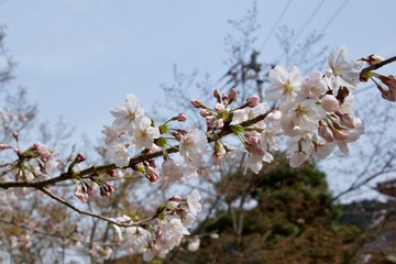 Japanese cherry tree