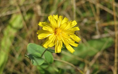 Yellow hieracium flower in autumn garden, closeup 