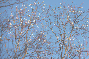 spring willow buds on a sunny day. Natural background. Blue sky