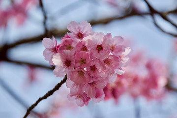 Japanese cherry tree