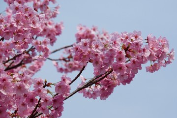 Japanese cherry tree