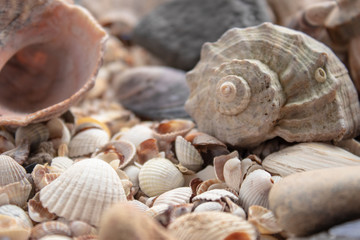 Sea shell pearl background. Seashells texture closeup.ish, sand, coral in the beach.