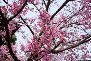 Japanese cherry tree