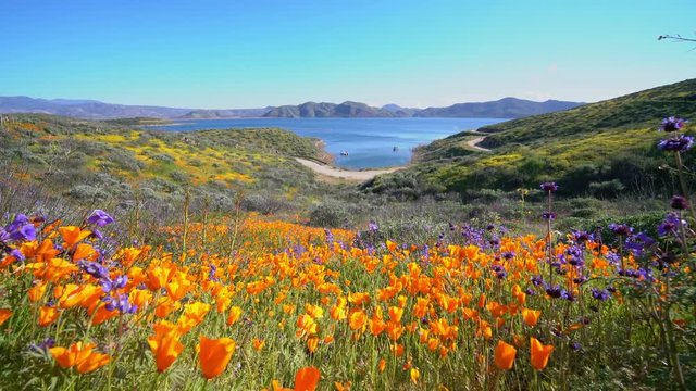 Lots of wild flower blossom at Diamond Valley Lake