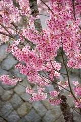 Japanese cherry tree