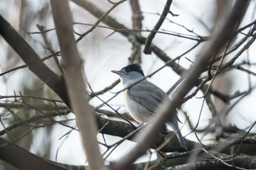Eurasian Blackcap Perched on Branch in Springtime