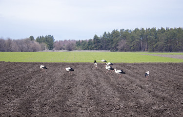 Stork on a plowed field. Birds are looking for food on the field.